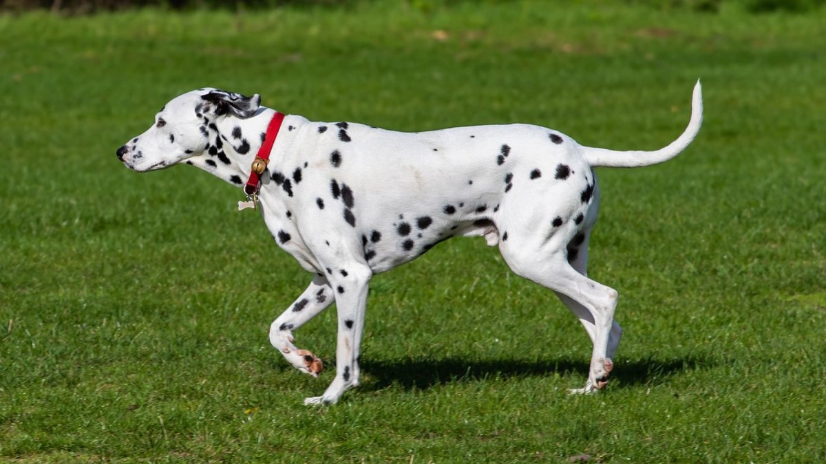 Далматин английский стандарт