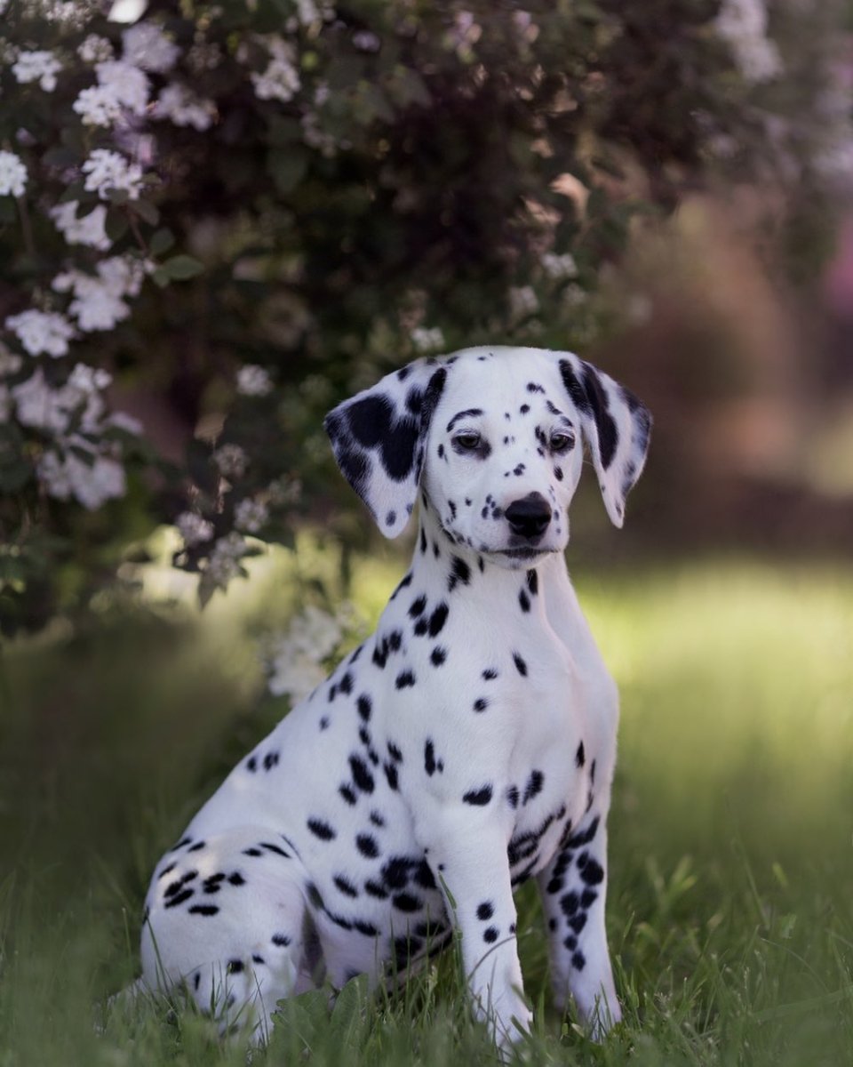 GLORIANDUS S-class Далматин