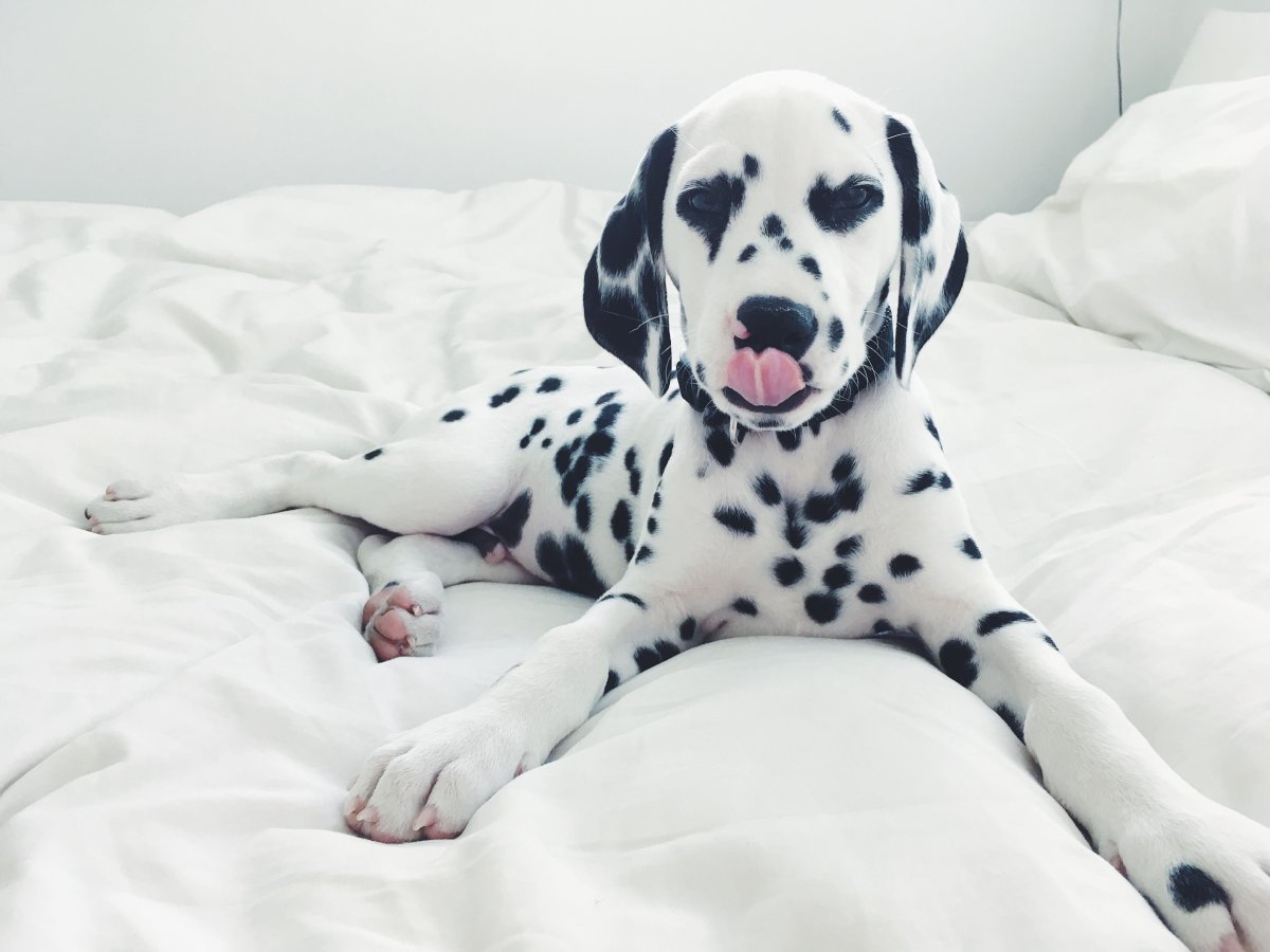 Мини Далматин