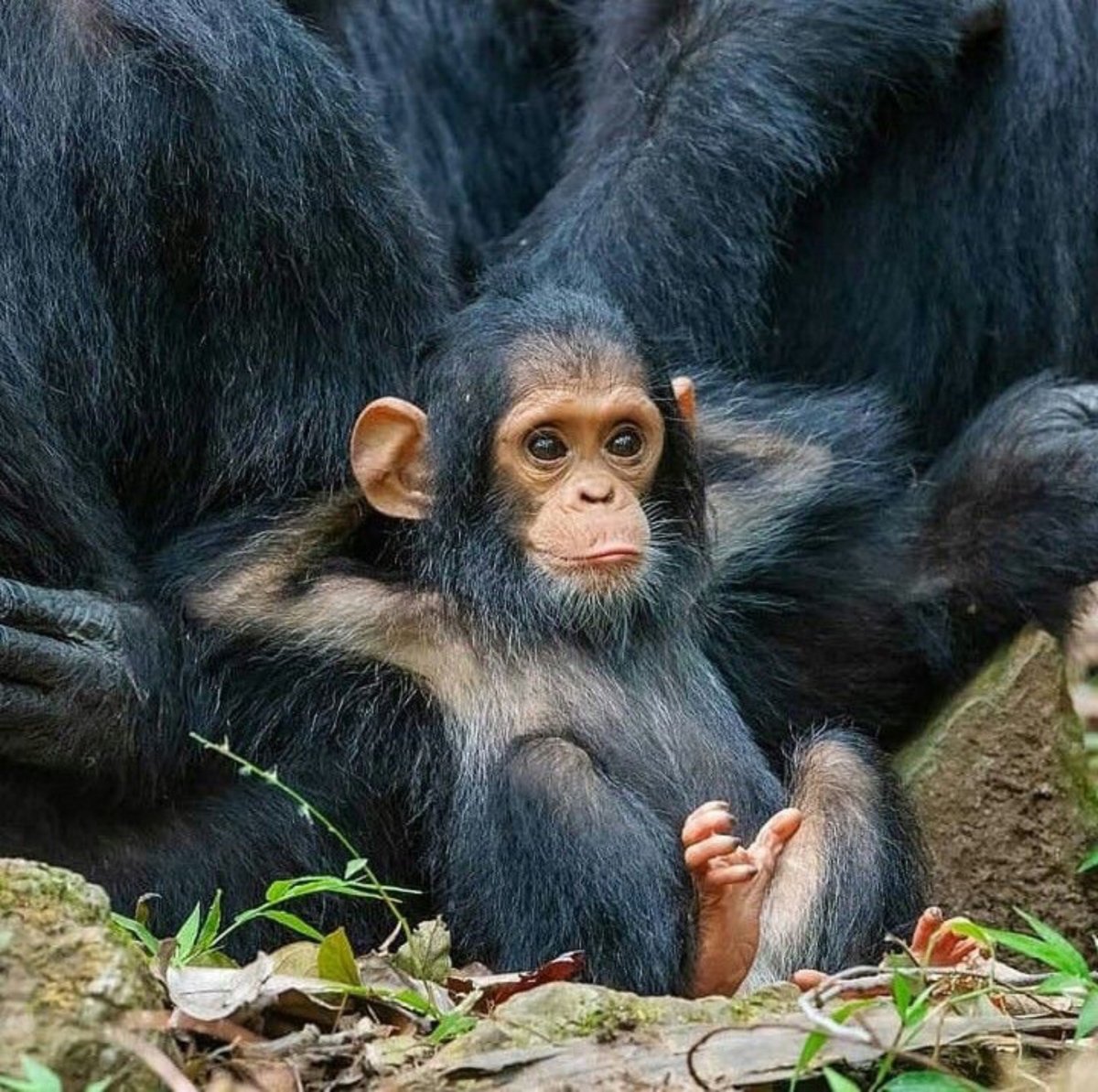 Celebes Crested macaque