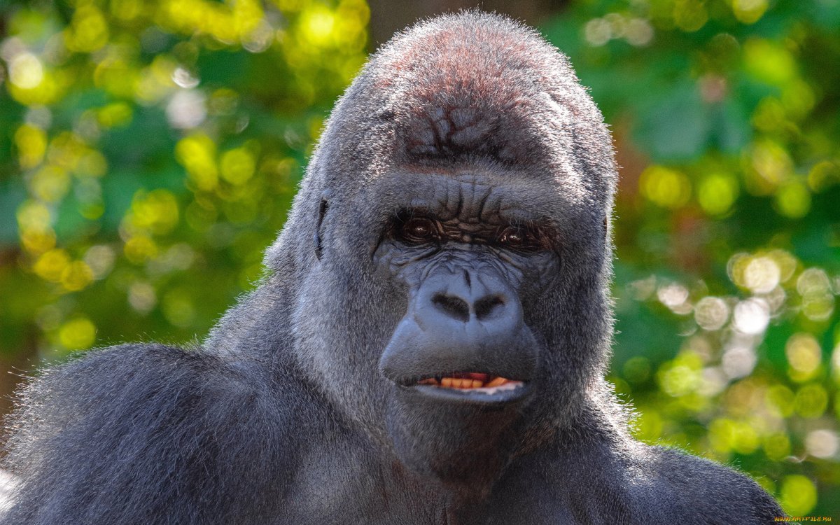 Маленькая черная обезьянка