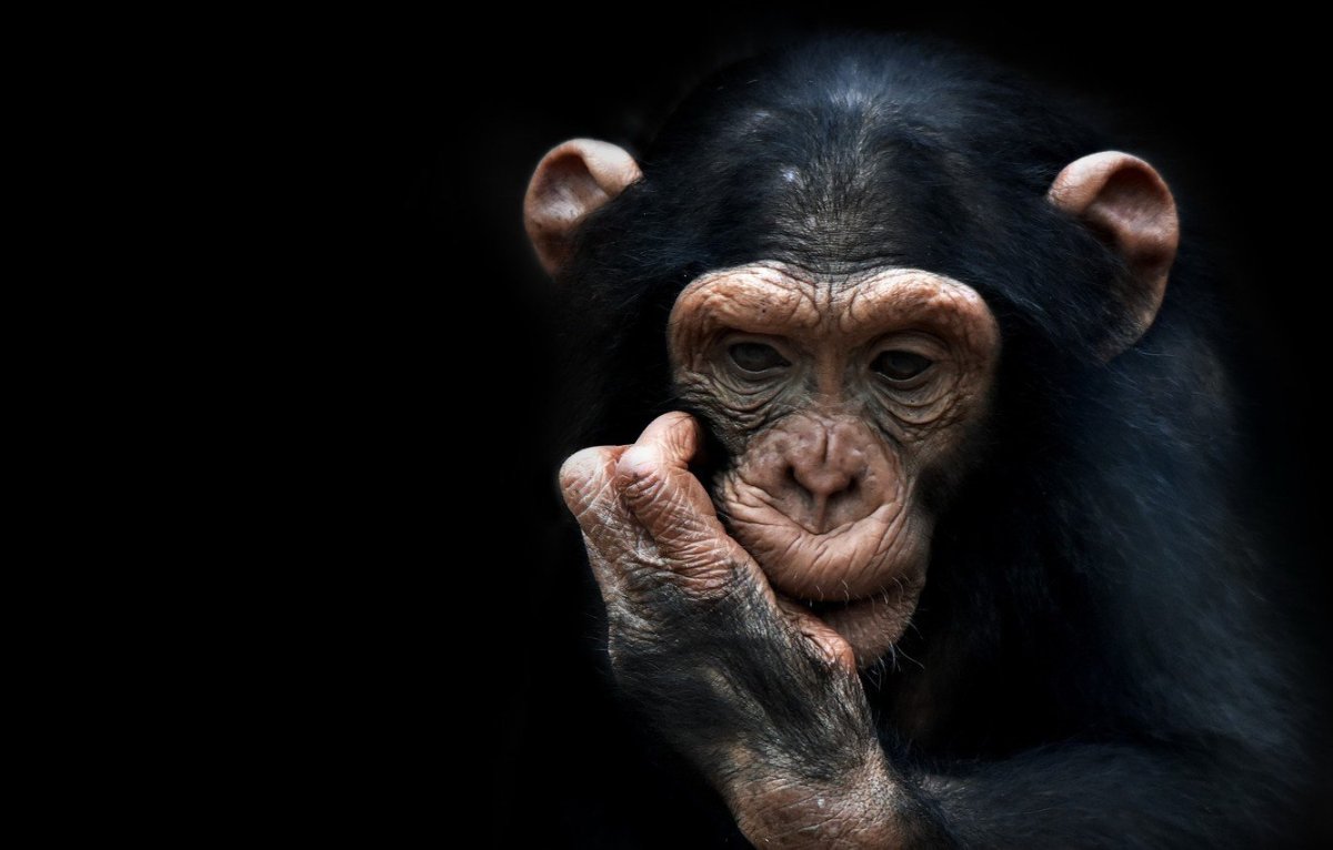 Дикая обезьяна