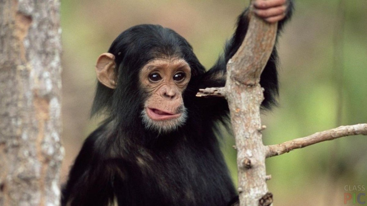 Шимпанзе улыбается