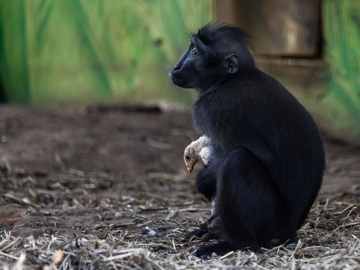 Черный макак