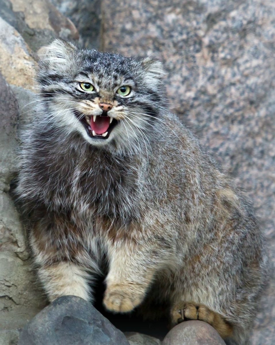 Манул (палласов кот)