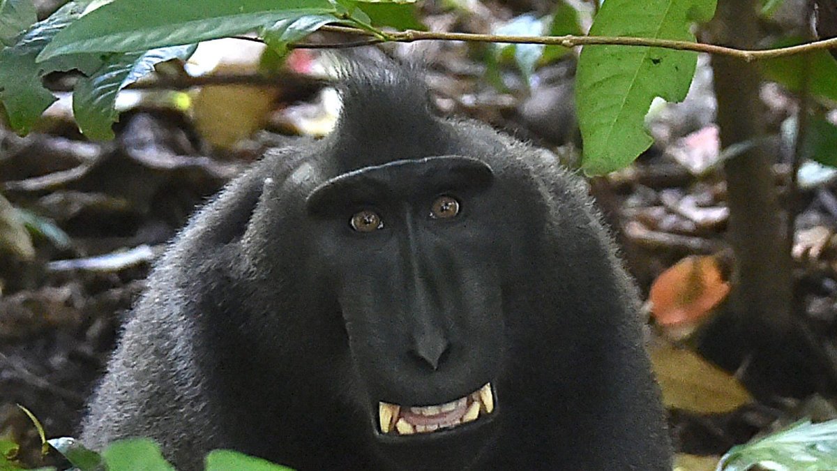 Бабка сидит с обезьяной