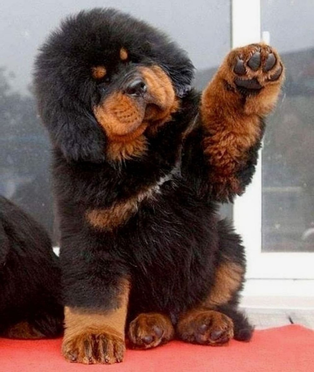 Тибетский мастиф щенок