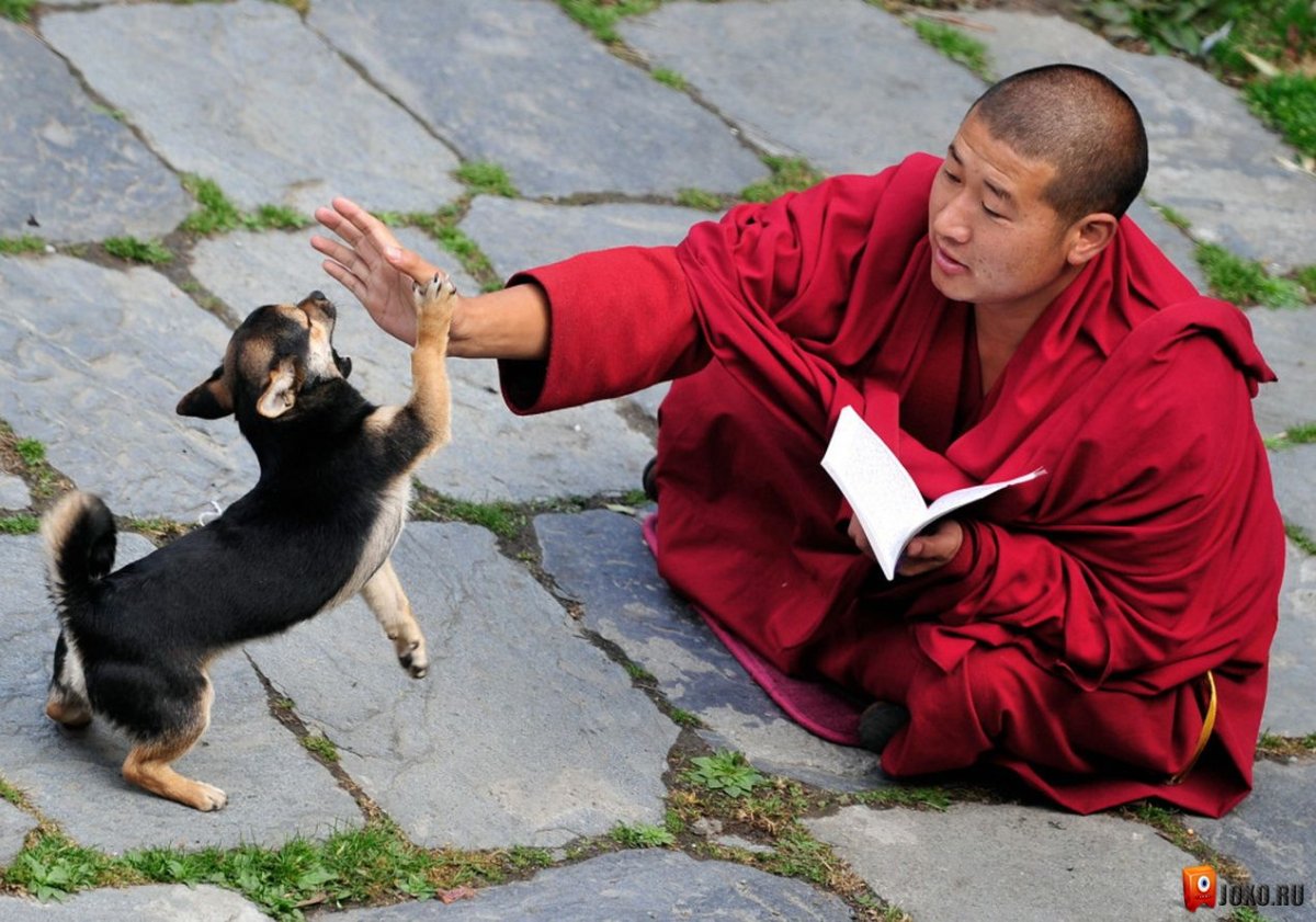 Порода собак тибетских монахов