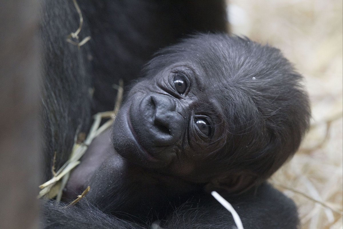 Камерунская горилла