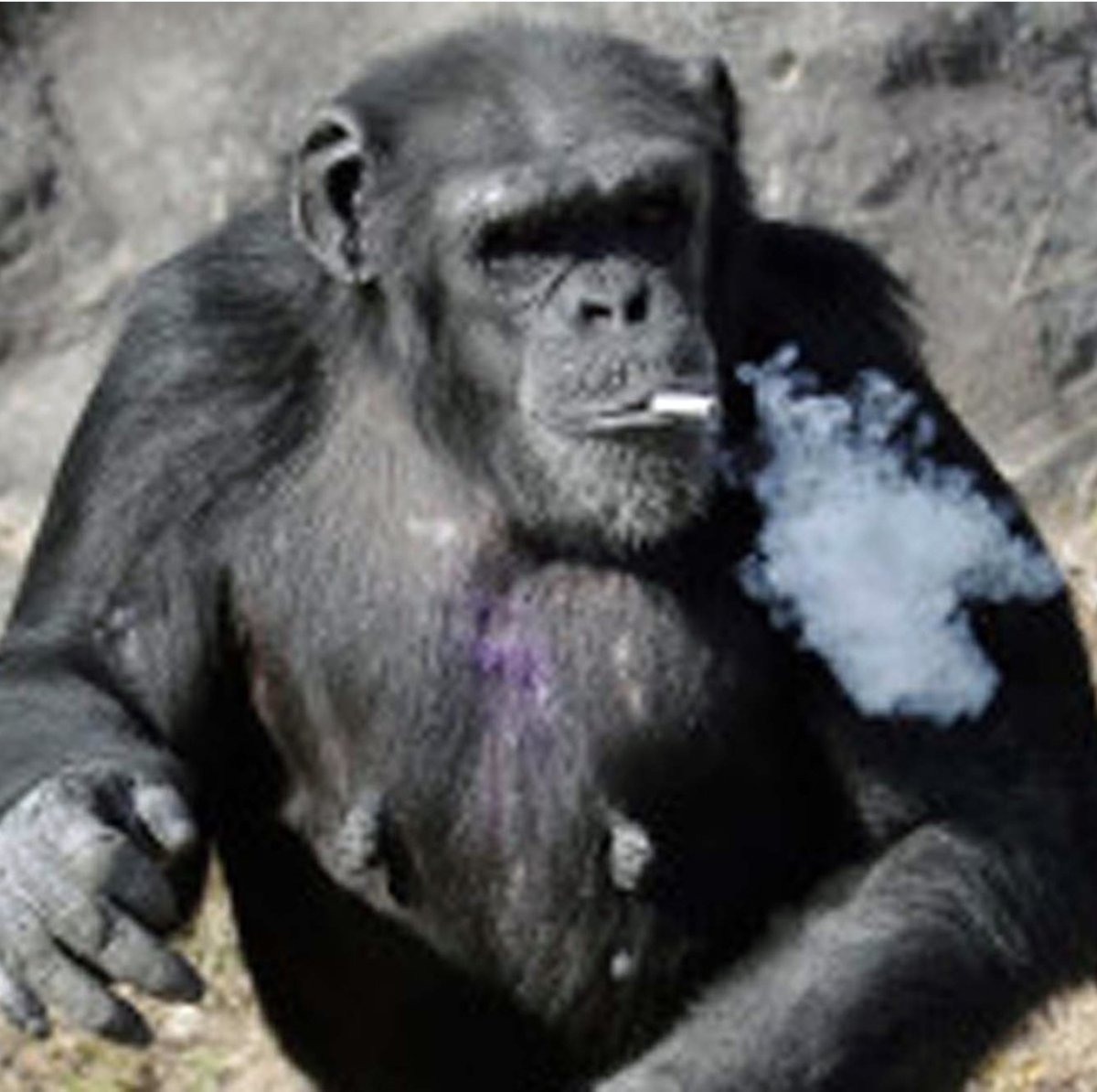 Чёрная водяная обезьяна