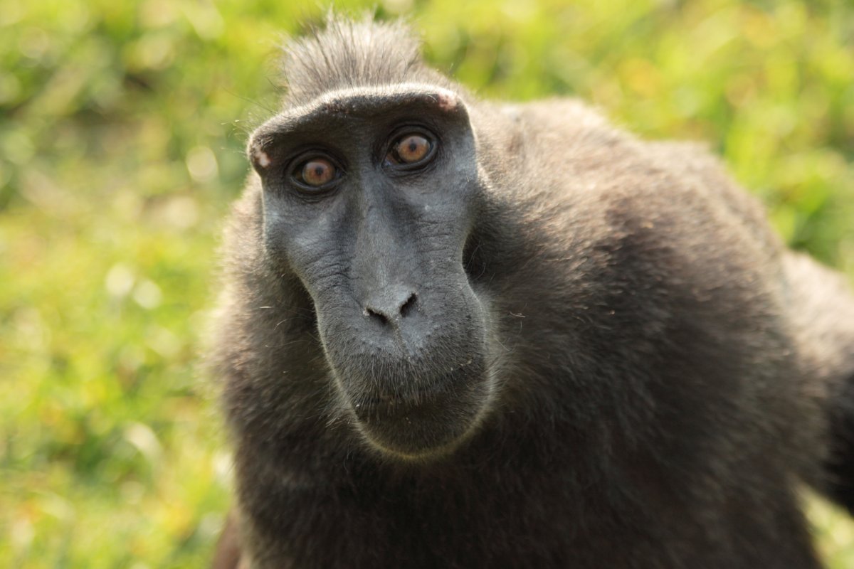 Молдаване обезьяны