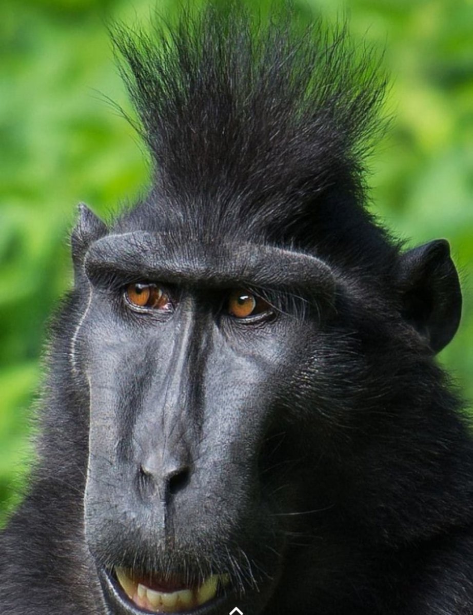 Приветик обезьяна