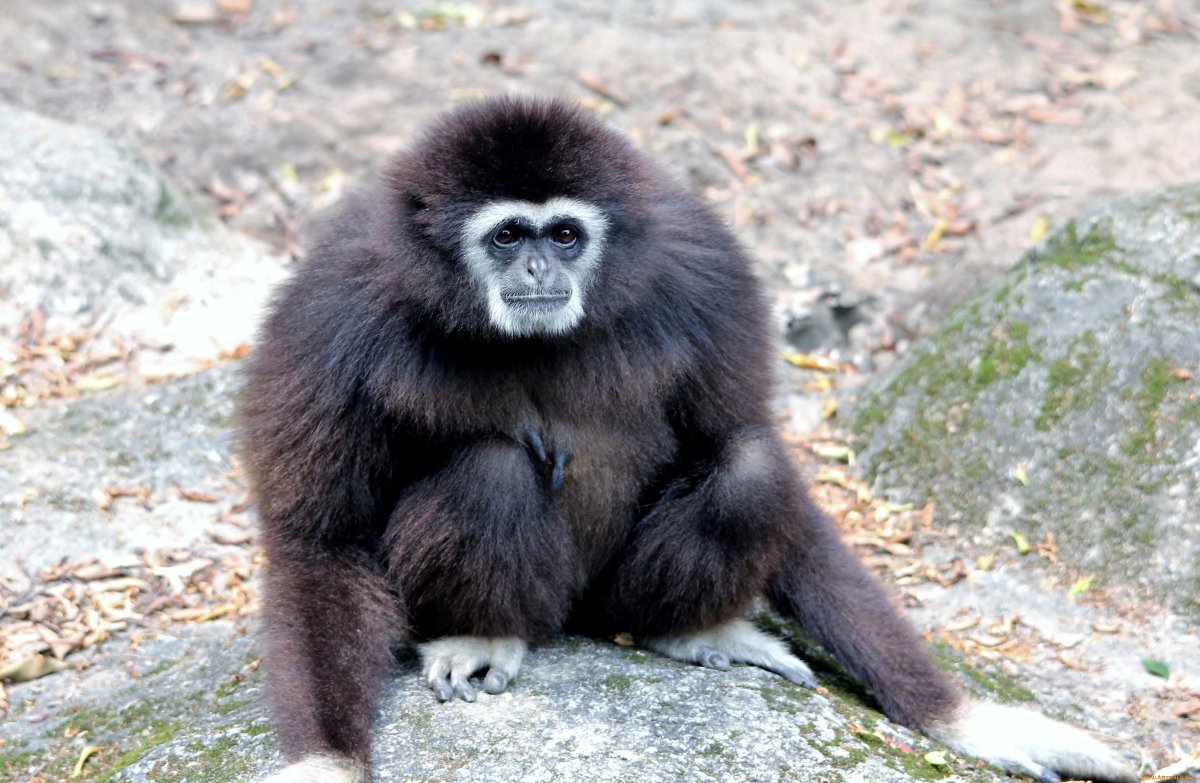 Горная горилла