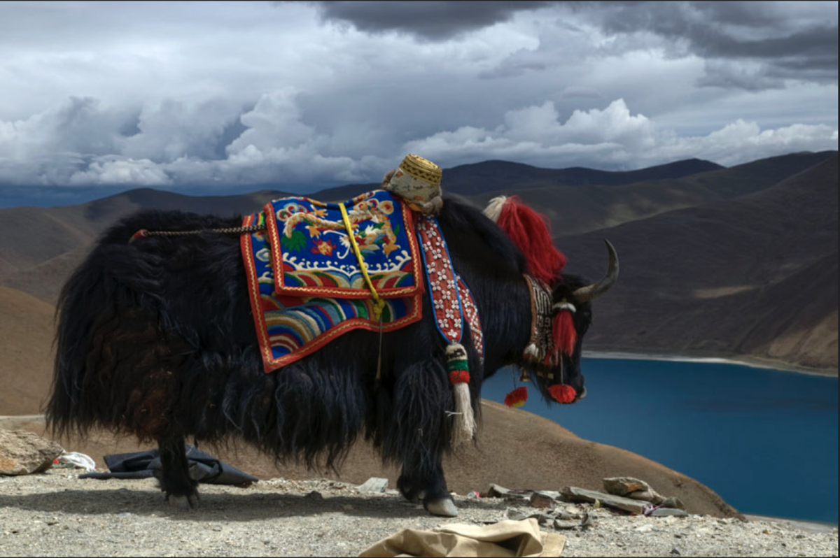 Тибетский як