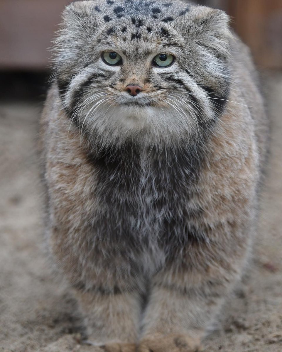 Степной кот Манул