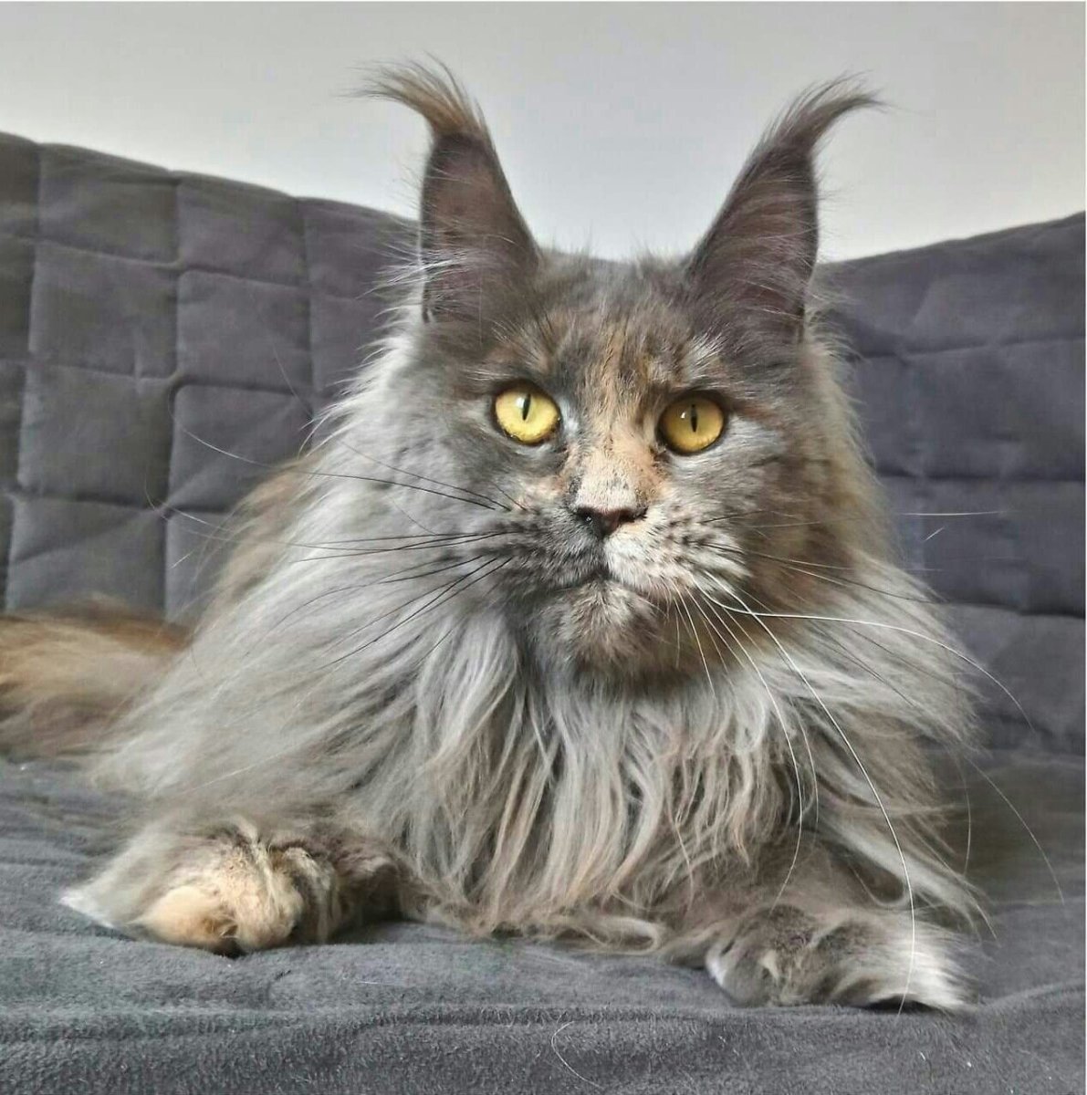 Длинношерстный кот