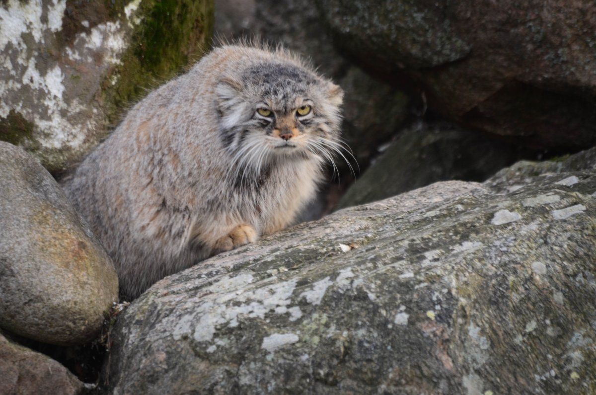 Тибетский Манул
