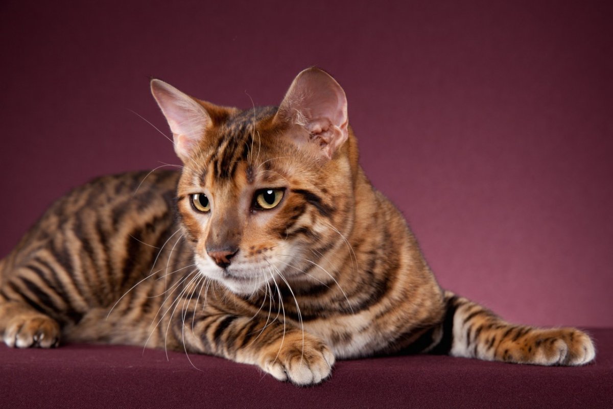 Тойгер кот черного цвета