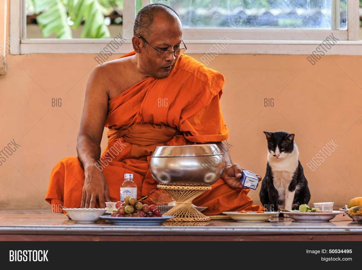 Буддист монах и коты