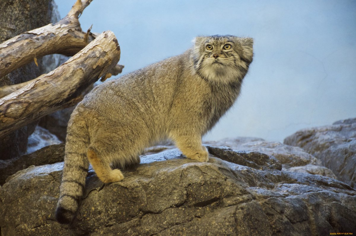 Кот Манул Забайкальского края