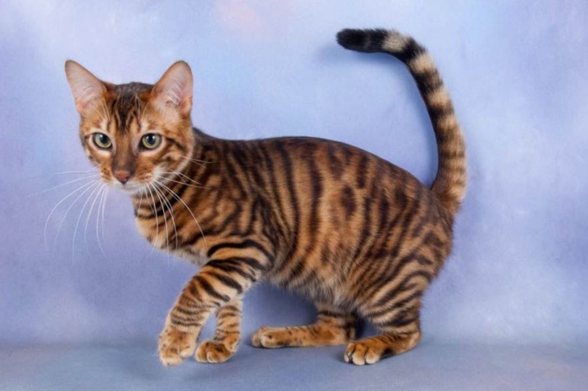 Тойгер кошка