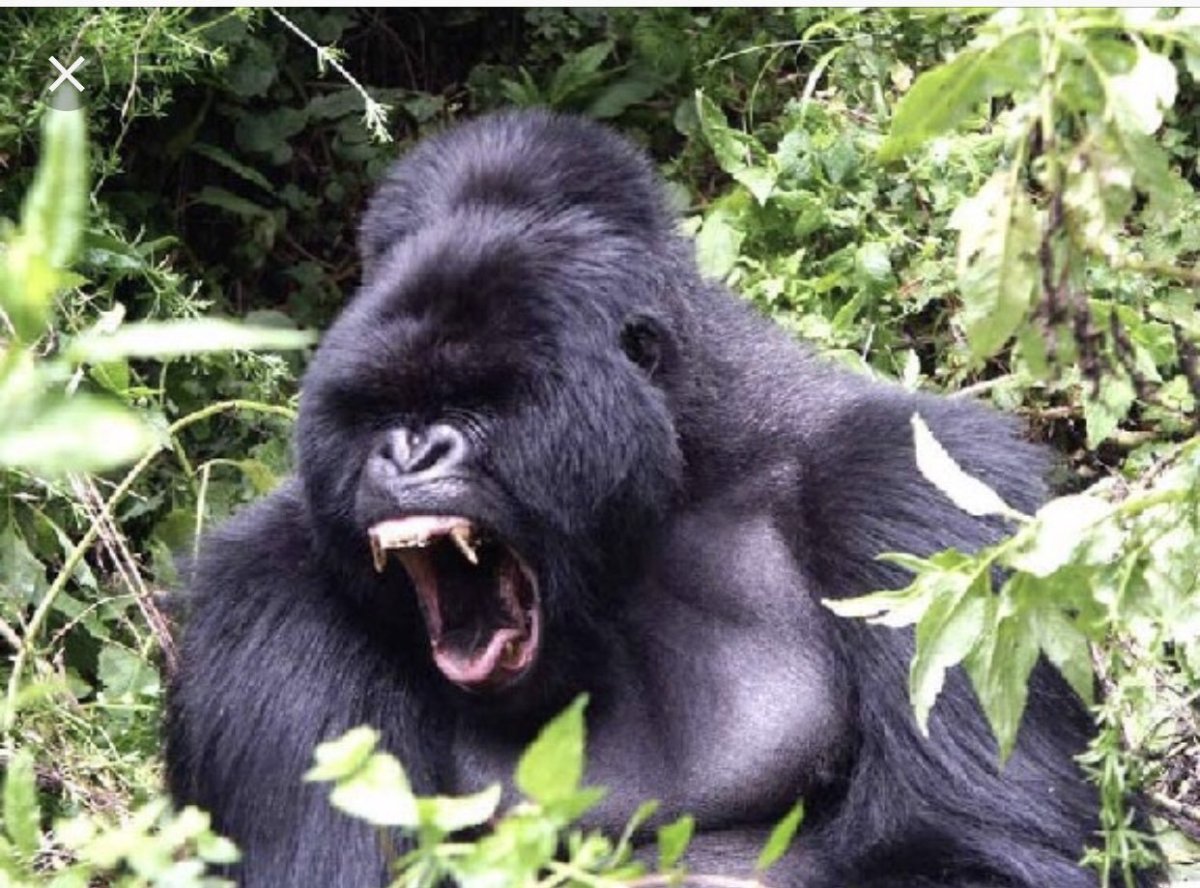 Обезьяна с черной мордочкой