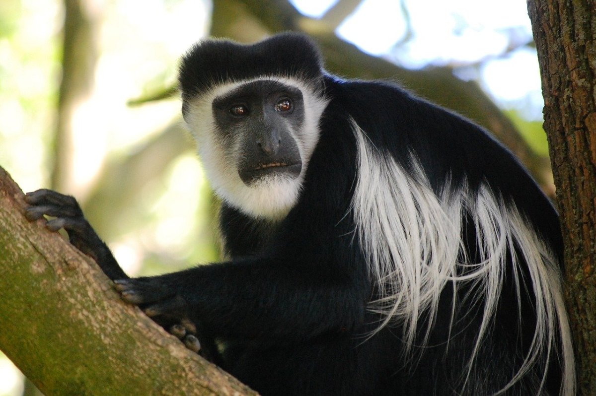 Обои на рабочий стол обезьяна