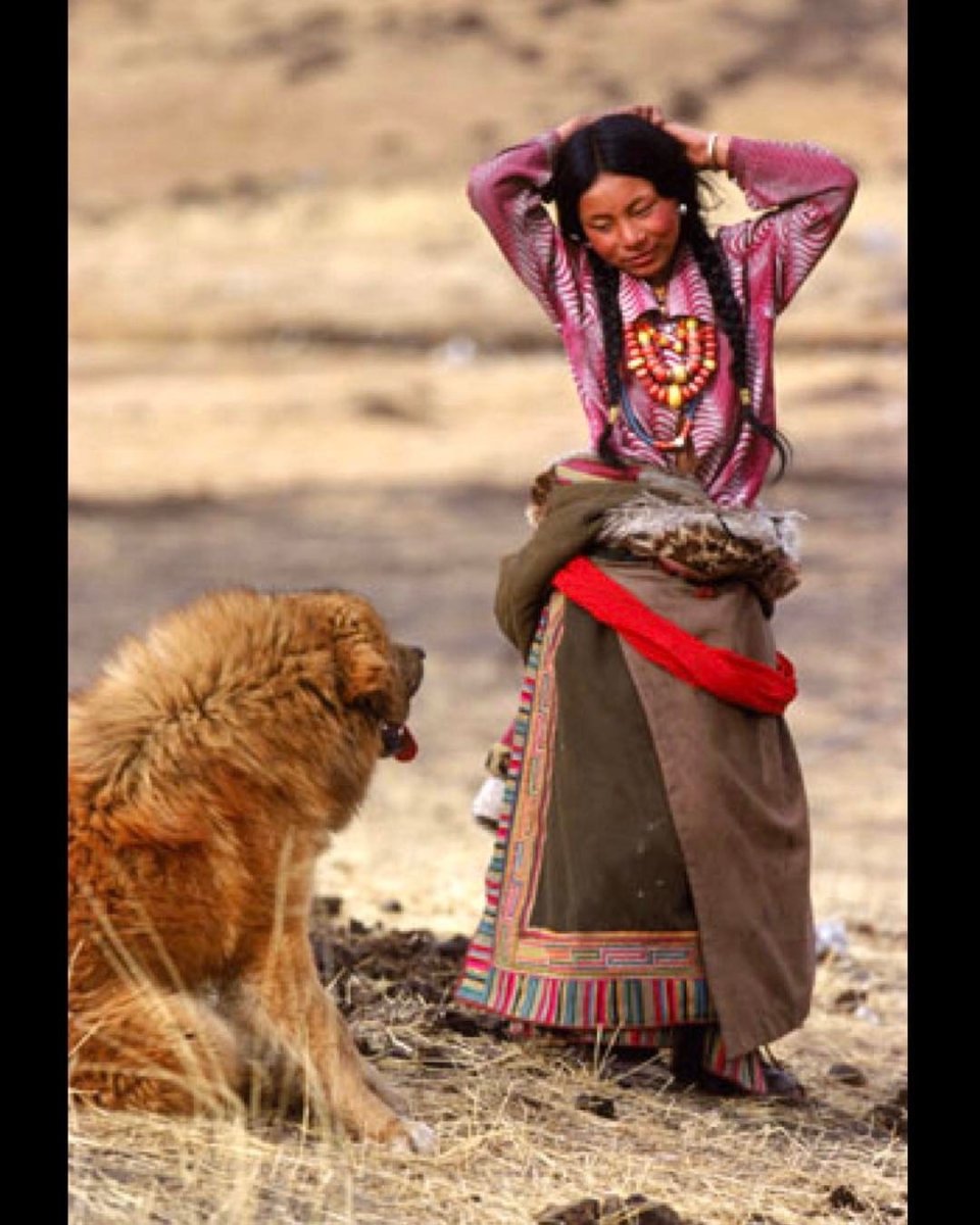 Тибетский мастиф в Непале