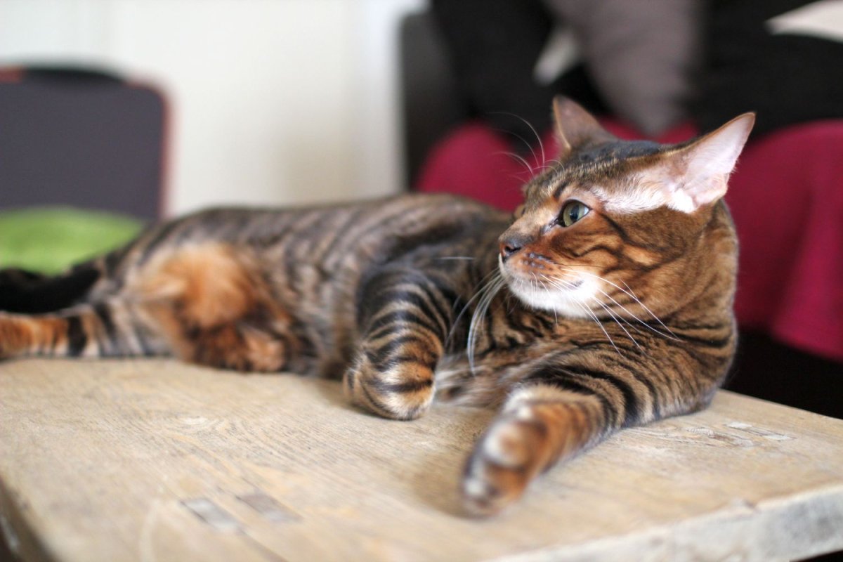 Тойгер котята