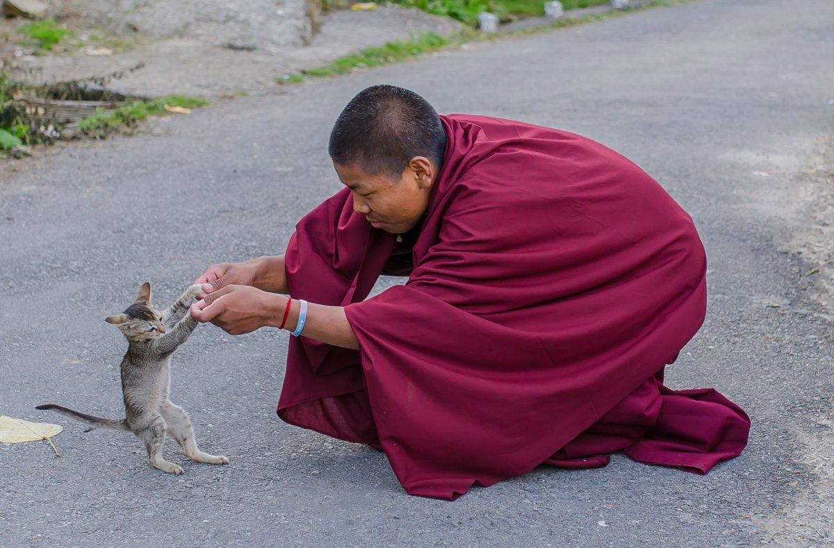 Кот буддист
