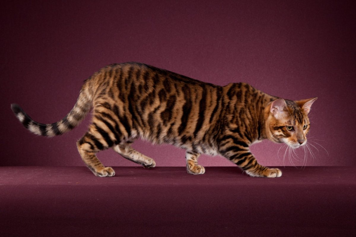 Бенгальский кот