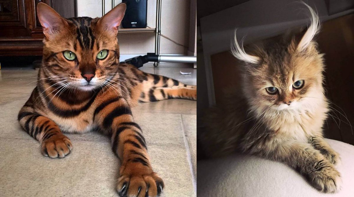 Котята породы тойгер