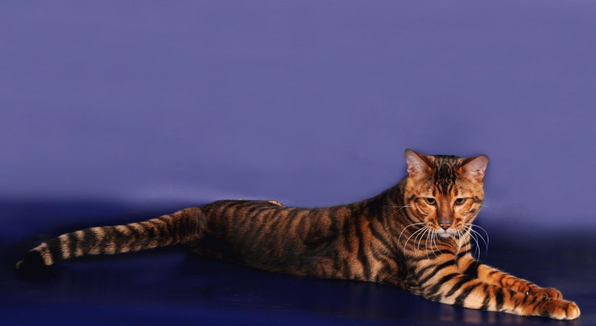 Тойгер кошка