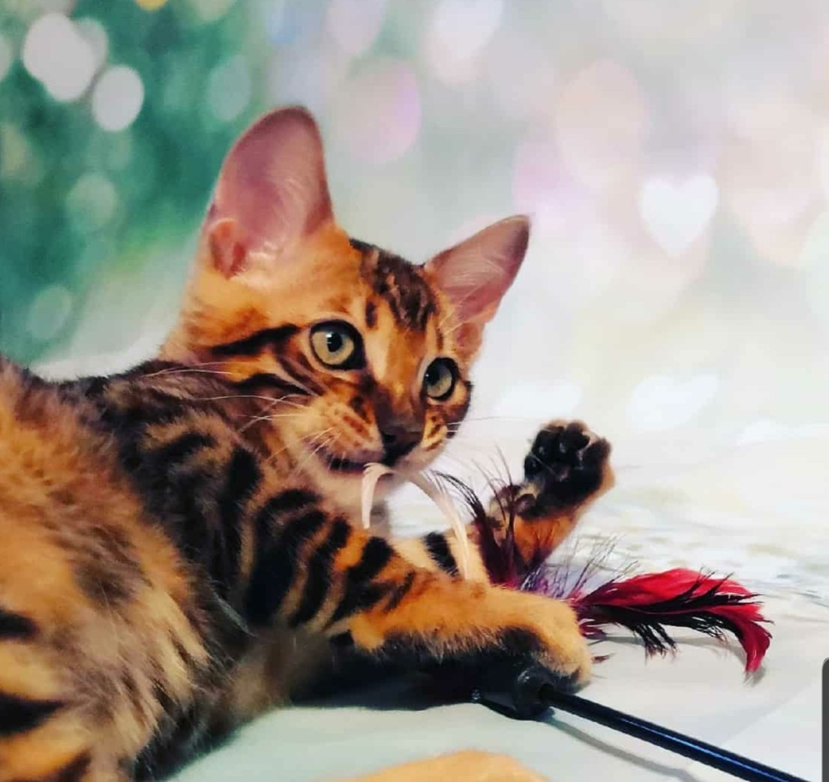 Манчкин бенгал