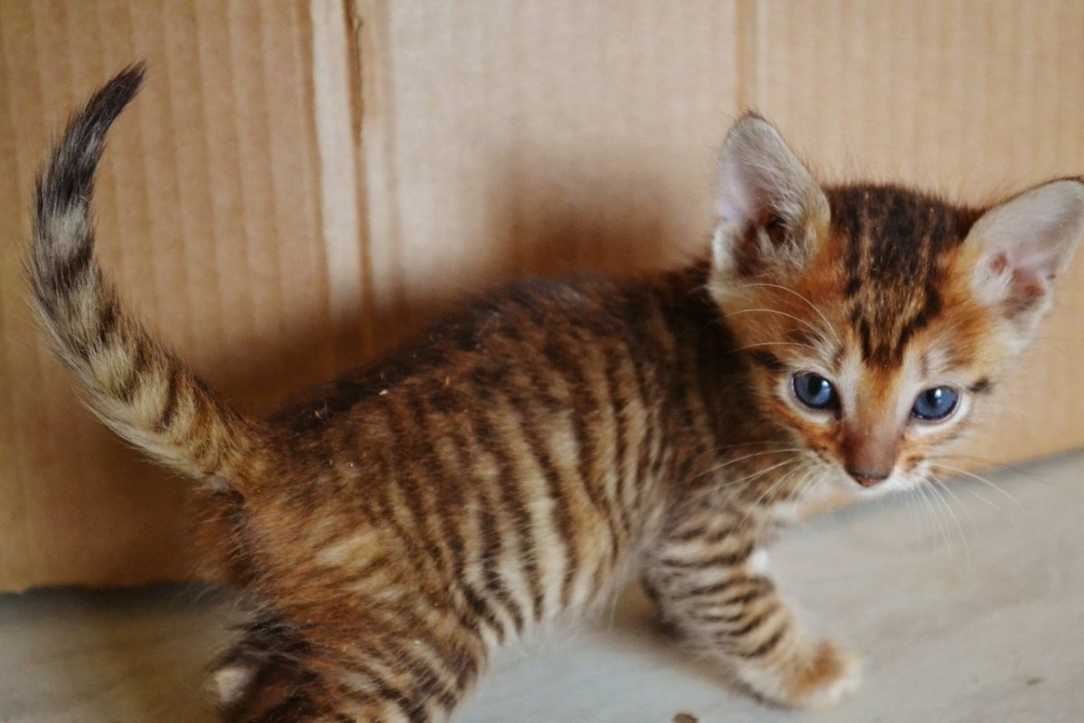 Тойгер стандарт породы