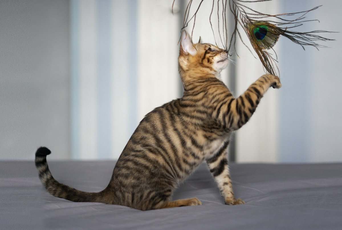 Бенгальский кот полосатый