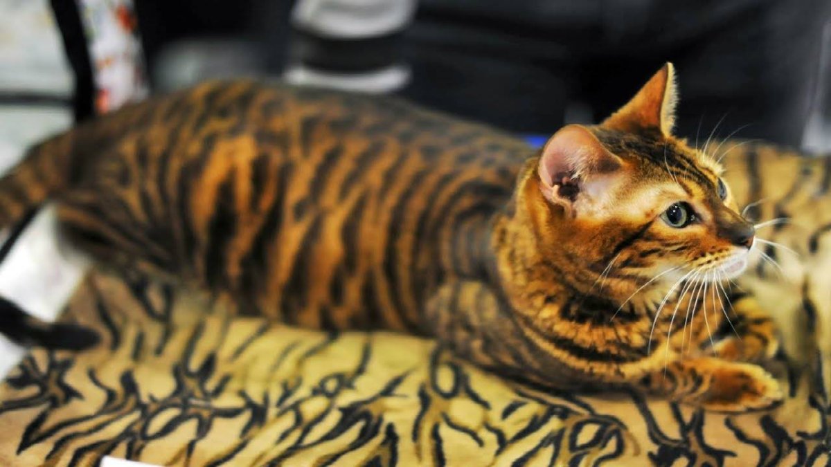 Тойгер кошка рыжая