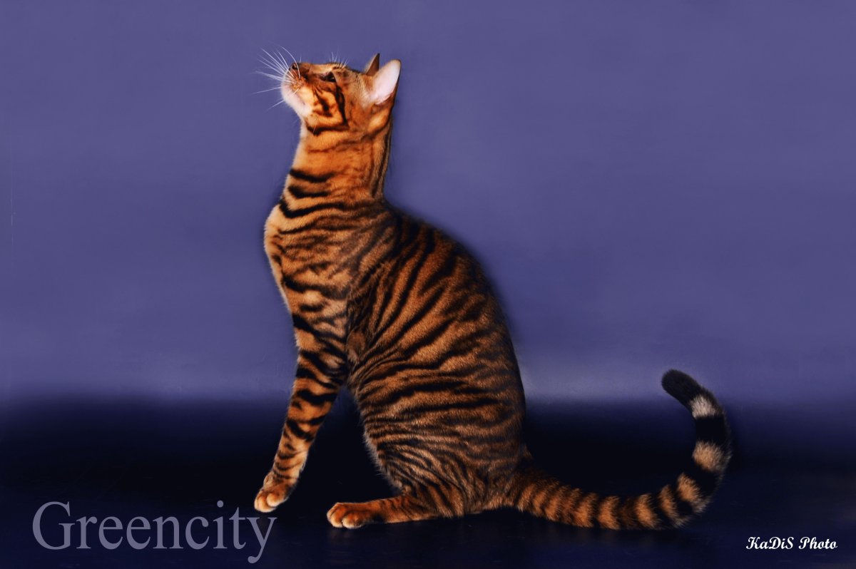 Тойгер и бенгал