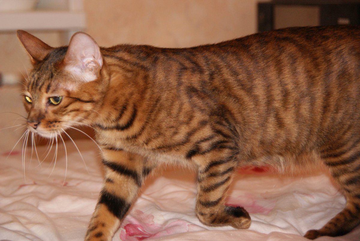 Бенгальский кот