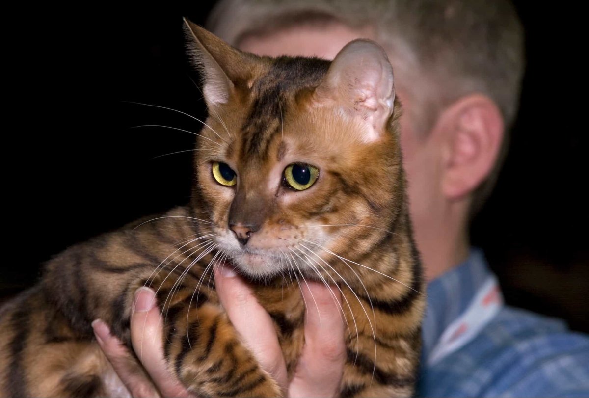 Трехцветный бенгал