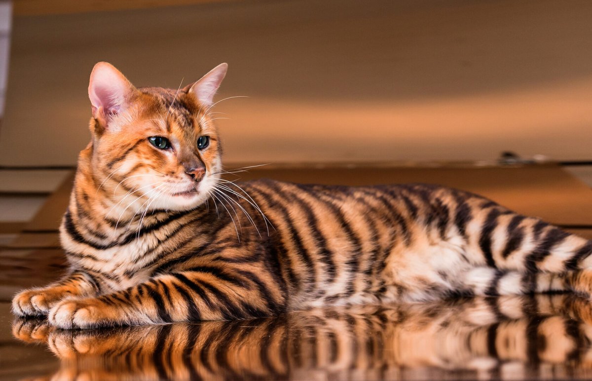 Коты породы тойгер