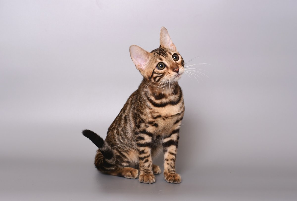 Котенок тойгер 5 месяцев