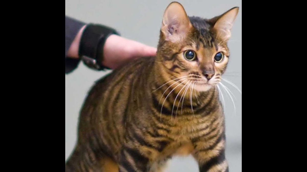 Тойгер и бенгал