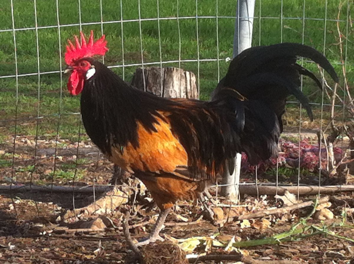 Лакенфельдер порода кур