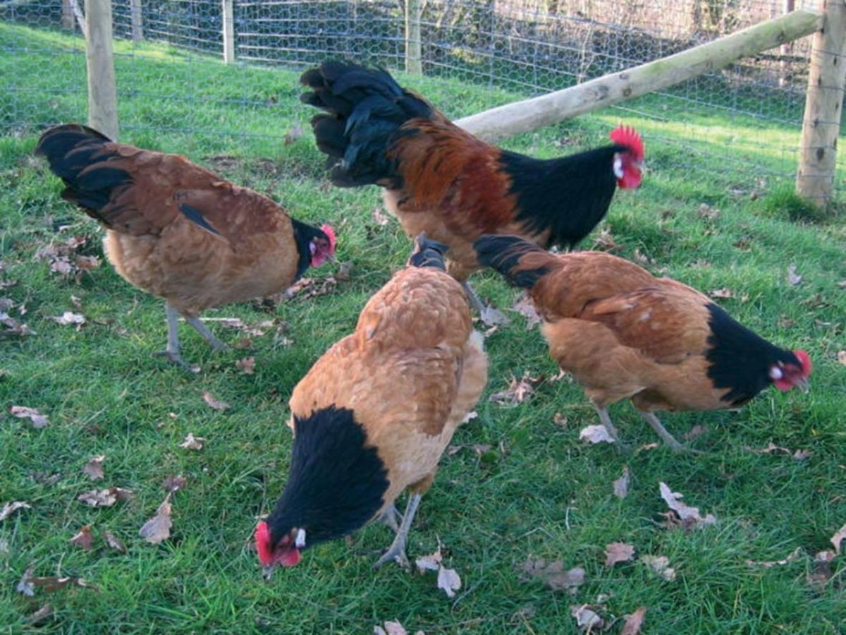 Петух Форверк