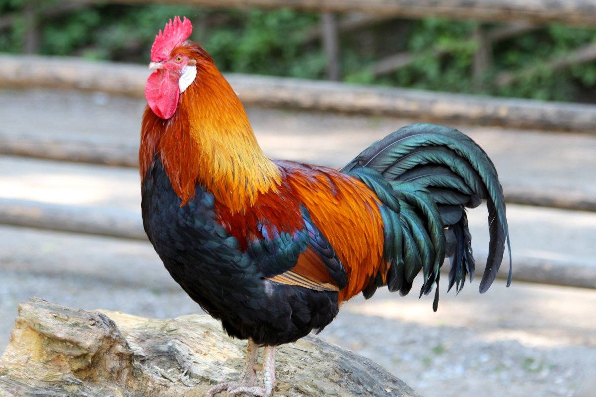 Лакенфельдер Форверк