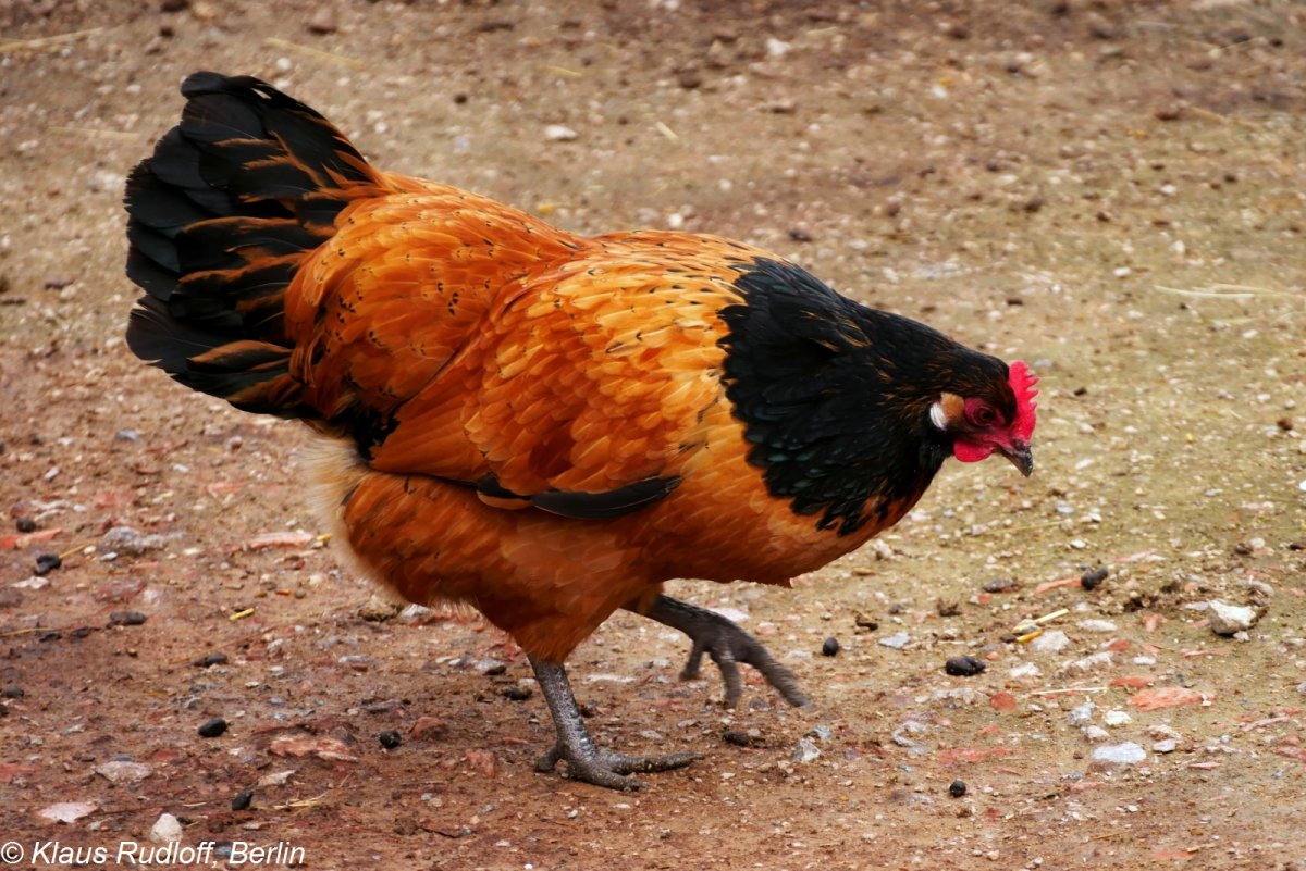 Куры Форверк