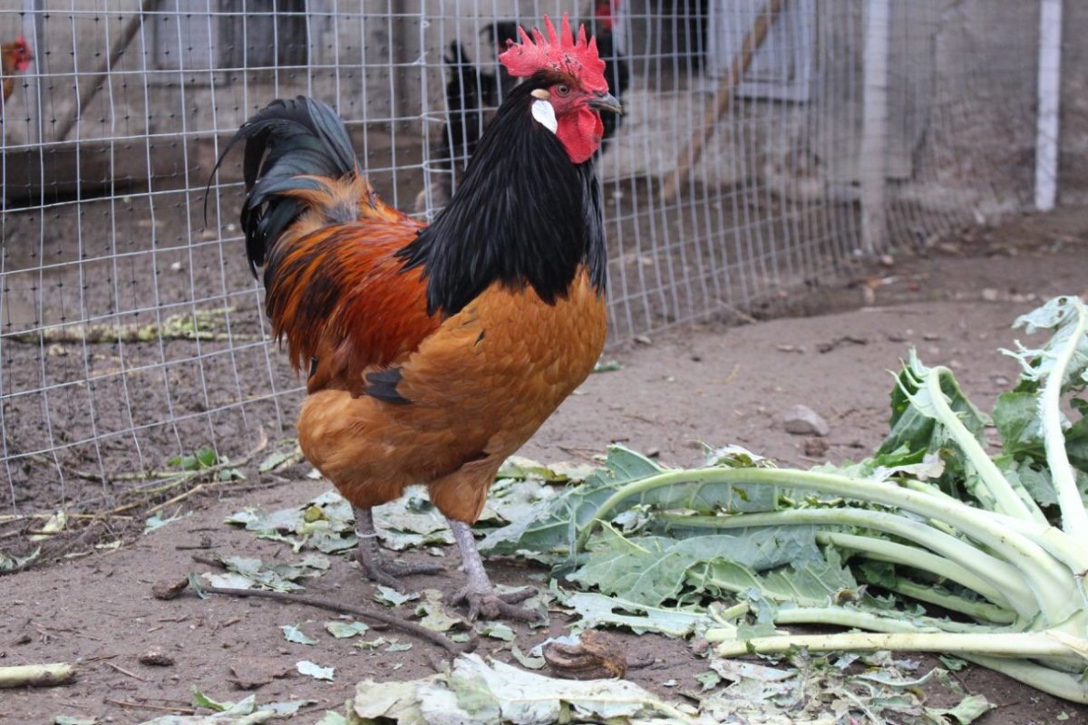 Форверк порода кур