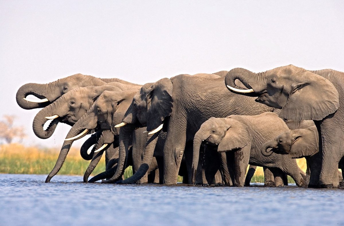 Стада слонов Бангладеш