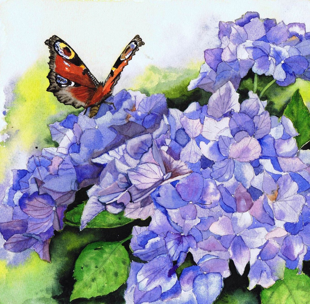 Шитоку Фреш гортензия